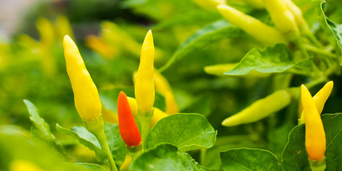Can diabetics eat chili?