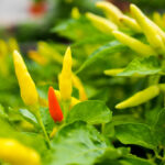 Can diabetics eat chili?