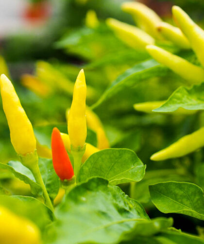 Can diabetics eat chili?