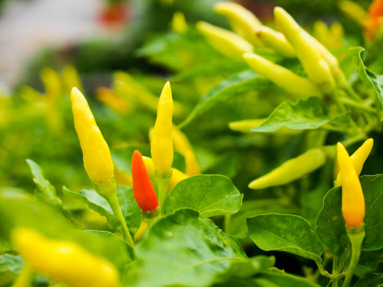 Can diabetics eat chili?